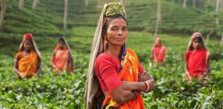 Starsza-kobieta-z-indii-na-plantacji-czerwonej-herbaty