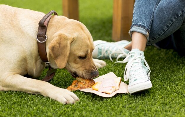 Czy pies może jeść kości?